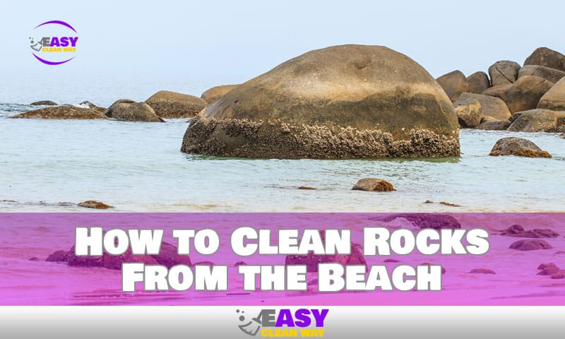 How to Effortlessly Revive Your Sea Treasures